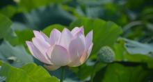 金湖荷花荡景区17