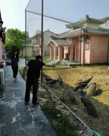 孔雀东南飞景区10