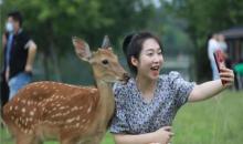 长生鹿苑4
