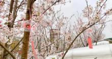 汤山矿坑公园7