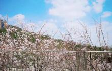 汤山矿坑公园3