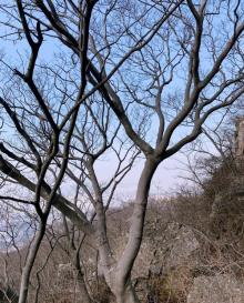 紫金山观光索道6