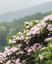 华顶国家森林公园12