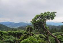 华顶国家森林公园11