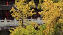 毗卢寺30