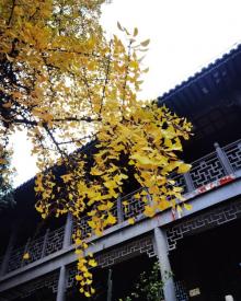 毗卢寺9