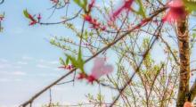 高邮湖芦苇荡湿地公园29