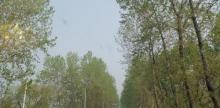 高邮湖芦苇荡湿地公园21