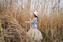 高邮湖芦苇荡湿地公园30