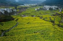 江岭赏油菜花海13