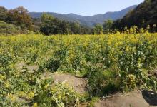 江岭赏油菜花海10