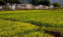 江岭赏油菜花海4