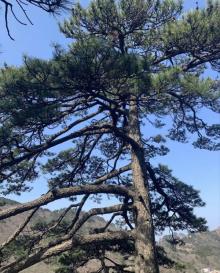 天都峰24