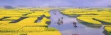 高邮・湖上花海1