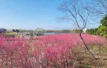 高邮・湖上花海2
