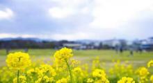 高邮・湖上花海3
