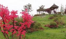 金孔雀温泉旅游度假村4