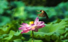 莫愁湖景区10