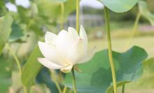合肥植物园24