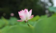 合肥植物园17
