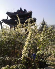 梅花山30