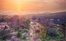 梅花山13