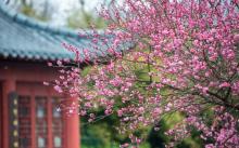梅花山6