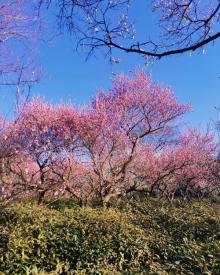 梅花山21