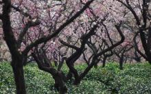梅花山17