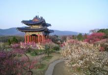 梅花山12