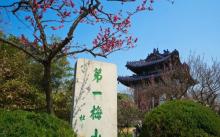 梅花山15