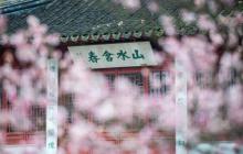 梅花山11