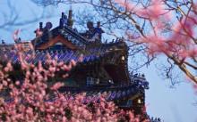 梅花山16