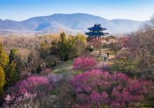 梅花山3