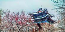 梅花山9