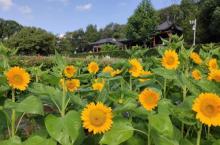 南京中山植物园13