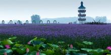 千垛景区16