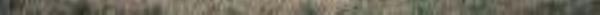 中华麋鹿园28