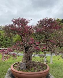 棠樾牌坊群鲍家花园20