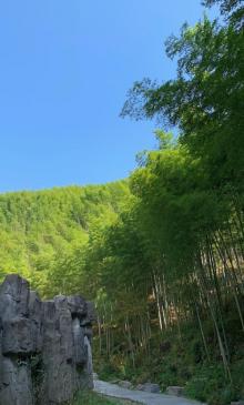 木坑竹海14