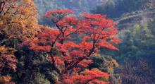 瑶里景区4