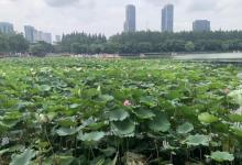 玄武湖景区25