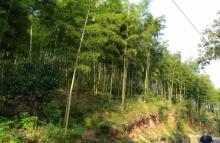 天目慢居6号1