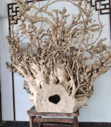 古木博物馆4