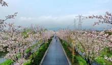 长田漾湿地5