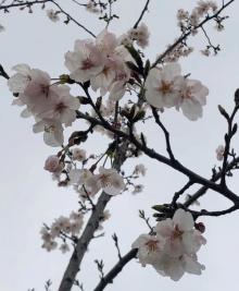 蒹葭泛月2