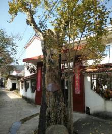 古银杏公园8