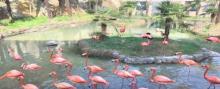 非洲动物园1
