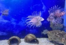 芜湖新华联大白鲸海洋公园30