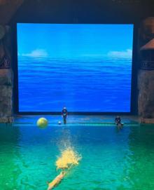芜湖新华联大白鲸海洋公园20